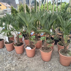 Trachycarpus wagnerianus (Palma konopná) – kont. C10L, výška kmeňa: 10-15 cm, celková výška: 70-80 cm (-18°C)